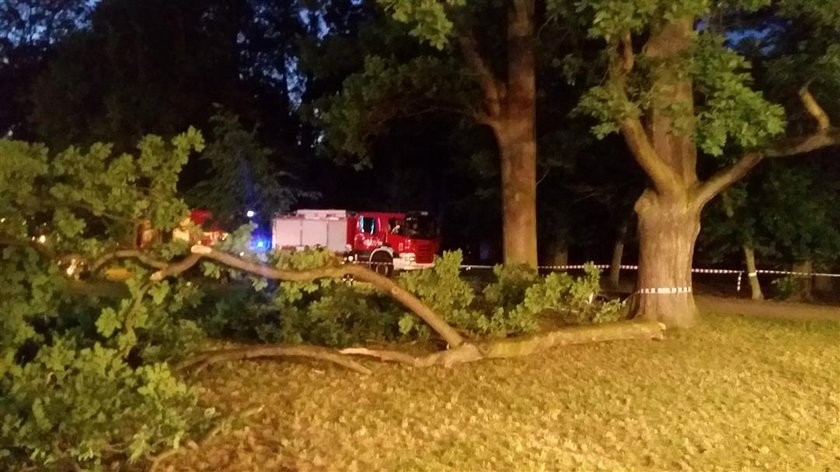 Tragedia w Strzelcach Opolskich. Drzewo spadło na cztery osoby 