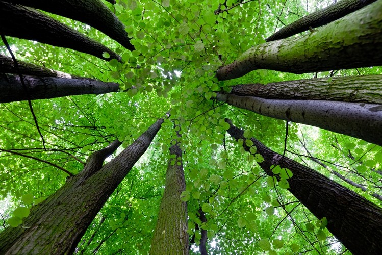 Nazwa miasta pochodzi od kolokwialnej nazwy drzewa, które tu rośnie – sekwoi wiecznie zielonej (el palo alto – dosł. wysokie drzewo). Na zdjęciu: Sekwoje wiecznie zielone