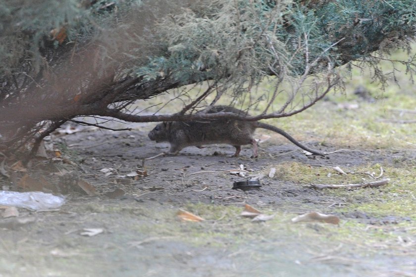 ZOO zamawia jedzenie dla zwierzaków