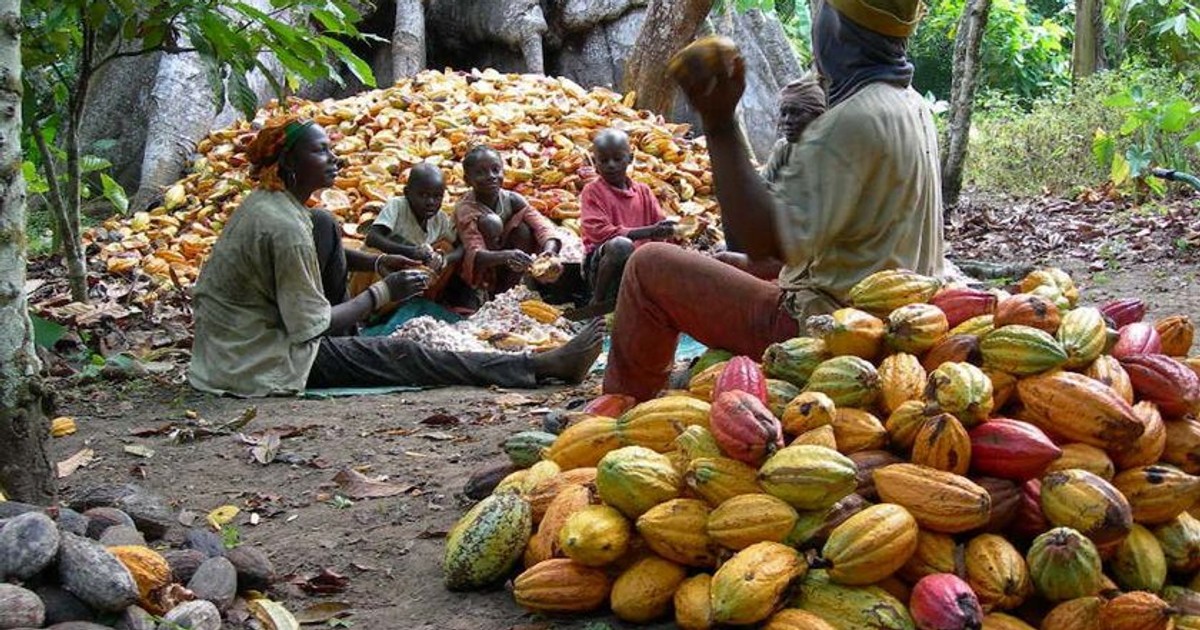 Traditional ruler cautions Cross River on leased cocoa farms - Vimarsana News