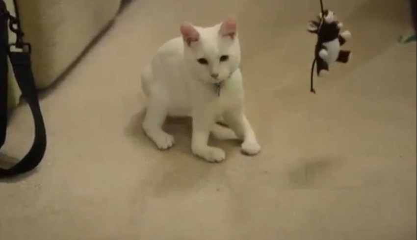 Zbog nedostatka kostiju u prednjim nogama, Harvi je prinuđen da hoda na laktovima