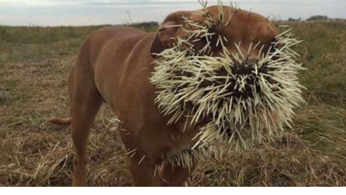 Niewiele brakowało, by spotkanie trzech psów z jeżozwierzem w gospodarstwie w Craven w kanadyjskim Saskatchewan skończyło się tragicznie. Przebite serce i płuca oraz dziesiątki kolców wbitych w pysk o mały włos pozbawiłyby pitbula Mahalo życia - podaje "Daily Mail".