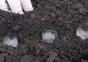 Trik za sejanje šargarepe