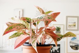 Top 5 sobnih biljaka koje će biti u trendu 2025. godine