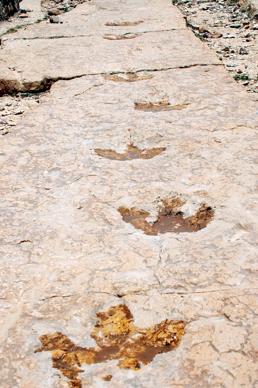 Tragovi sauropoda i ornitopoda