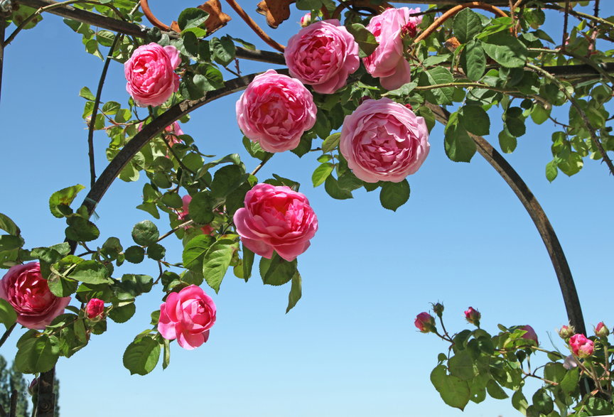 Róza pnąca to jedna z odmian róż ogrodowych -  hcast/stock.adobe.com
