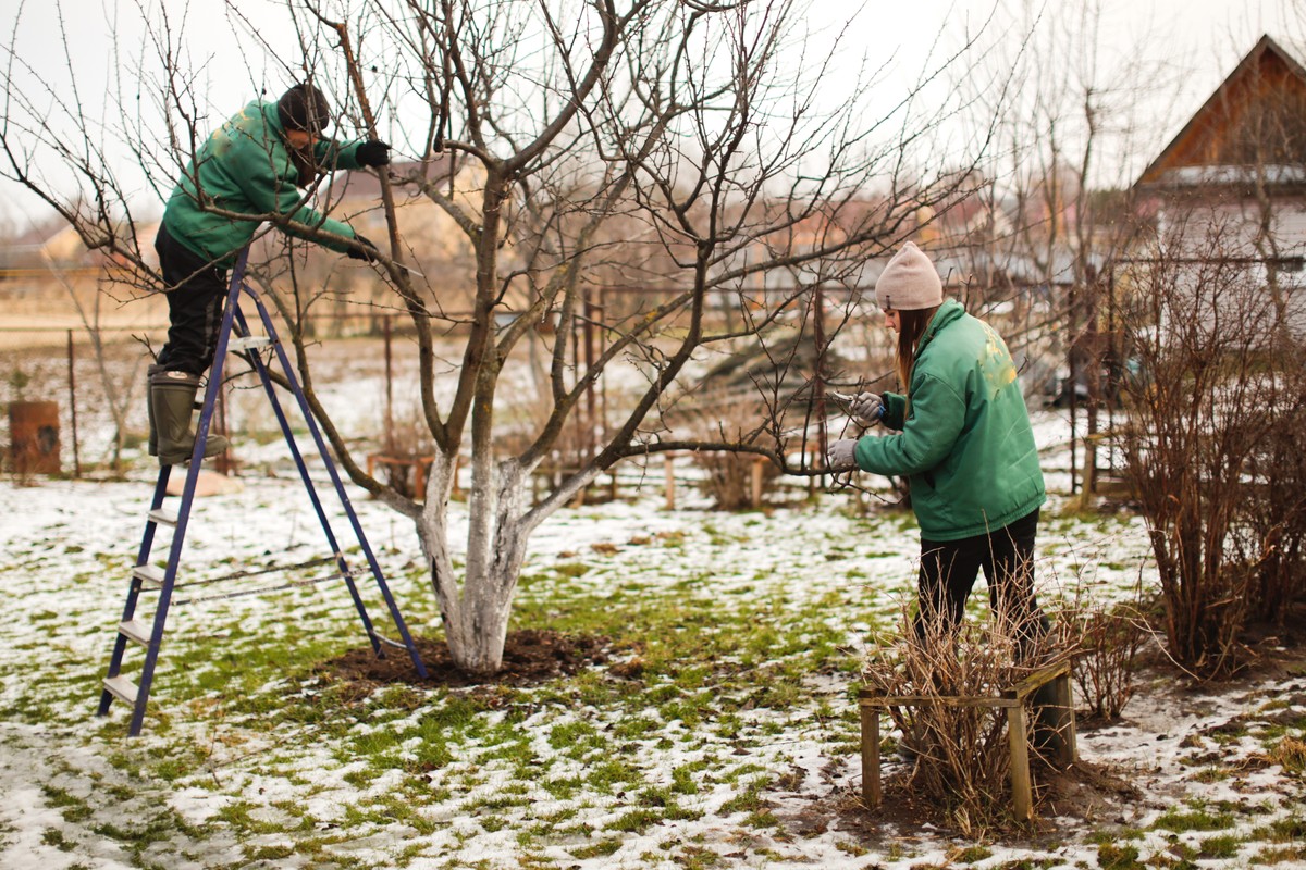Jak zabezpieczyć rośliny przed zimą? Oto sprawdzone sposoby