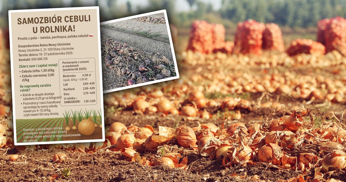 Rolnicy mówią dość samozbiorom. Mają żal do kolegów. "Sami robimy sobie krzywdę"