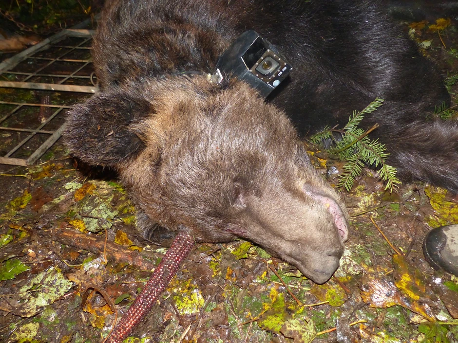 Sa svojih 240 kilograma, Aleksandar je najveći do sada markirani medved  na Tari