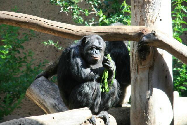 Galeria Wyspy Kanaryjskie - Loro Parque, obrazek 8