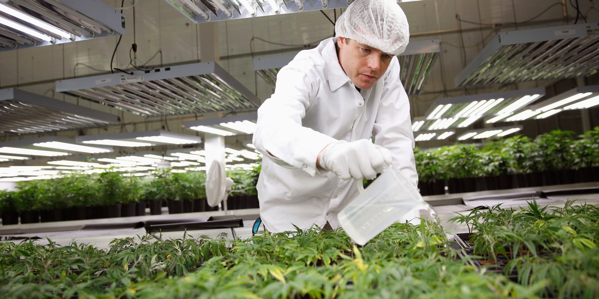 Master Grower Ryan Douglas waters marijuana plant clones at Tweed Marijuana Inc in Smith's Falls, Ontario, Feb. 20, 2014.