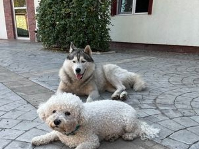 Pas koji je držao dijetu