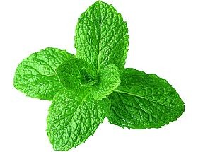 oregano-fuszer-noveny-d00000F4F6939a0ed4547