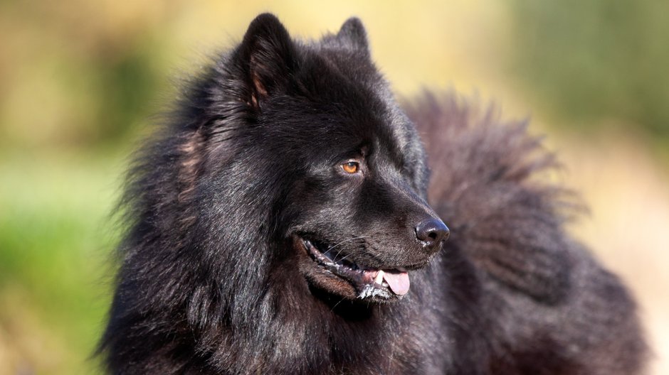 Eurasier - sue/stock.adobe.com