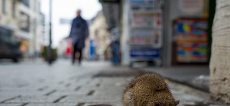 "Dość polityki separatyzmu wobec szczurów". Ekolodzy we Francji walczą o... prawa gryzoni