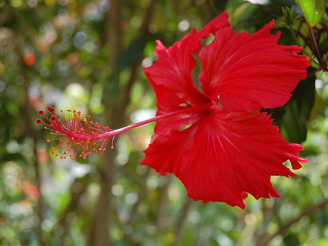 Hibiskus