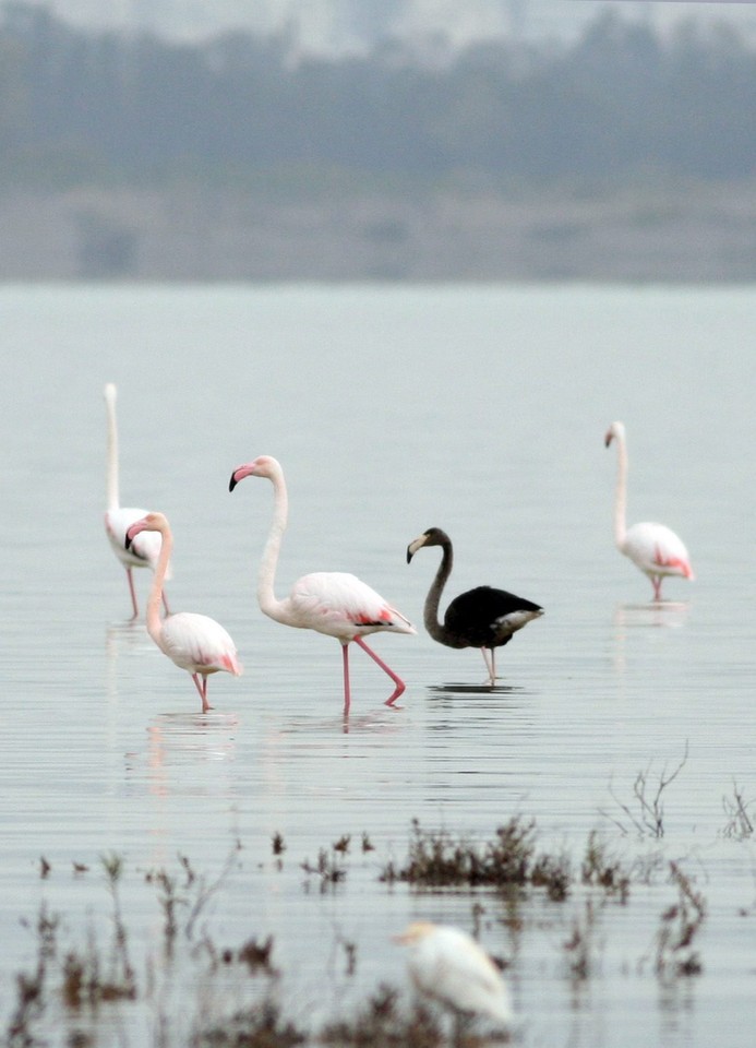 CYPRUS ANIMALS BLACK FLAMINGO (Rare black flamingo spotted on Cyprus)