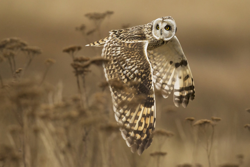 Wyróżnienie w kategorii Przyroda - "Shoulder Creek" - Henrik Nilsson / National Geographic Photo Contest 2014