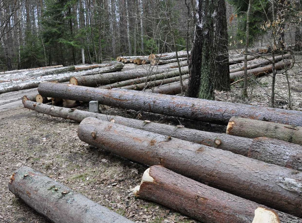 Greenpeace: Puszcza przerabiana jest na opał