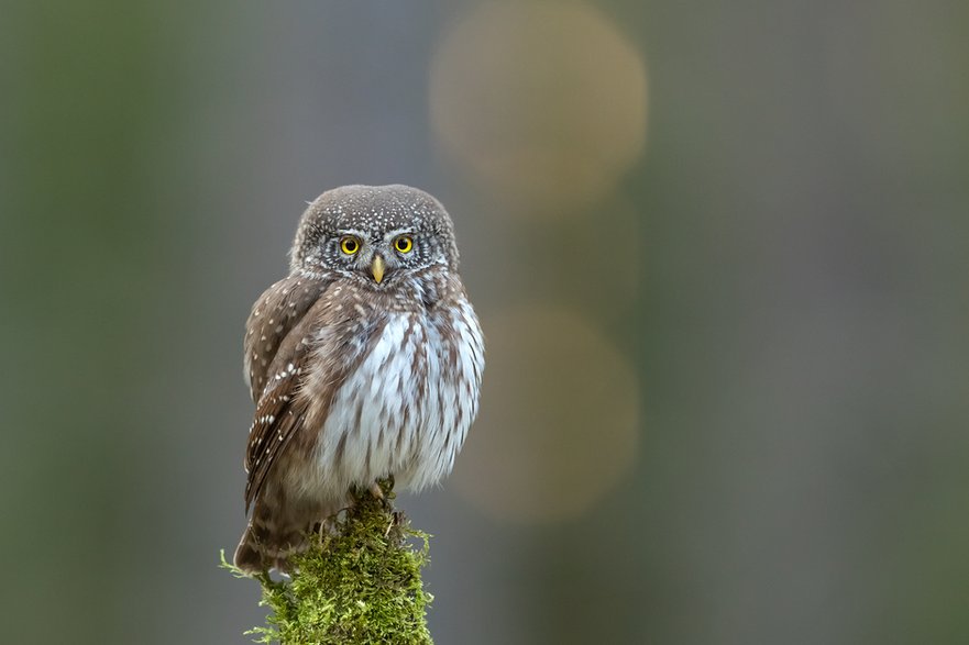 Sóweczka (Glaucidium passerinum)