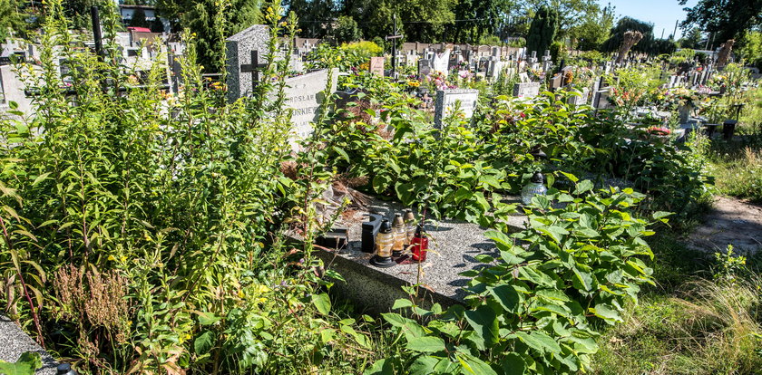 Inspekcja Faktu: Cmenatrz na Mani tonie w chwastach