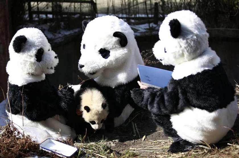 Tak w ZOO udaje się pandy. Rozpoznasz, która prawdziwa?