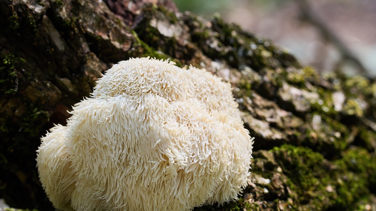 Lavlja griva - prirodni saveznik za mozak: Sve o gljivi koja popravlja pamćenje i ublažava depresiju i anksioznost