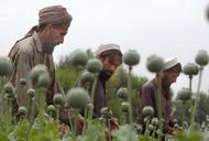 Afganistan, opium, mak