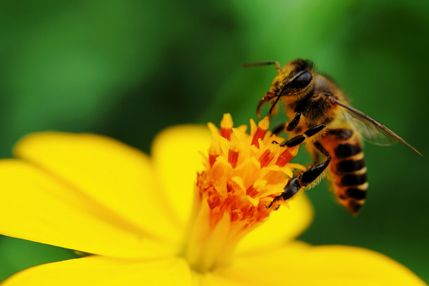 Pszczoła pijąca nektar