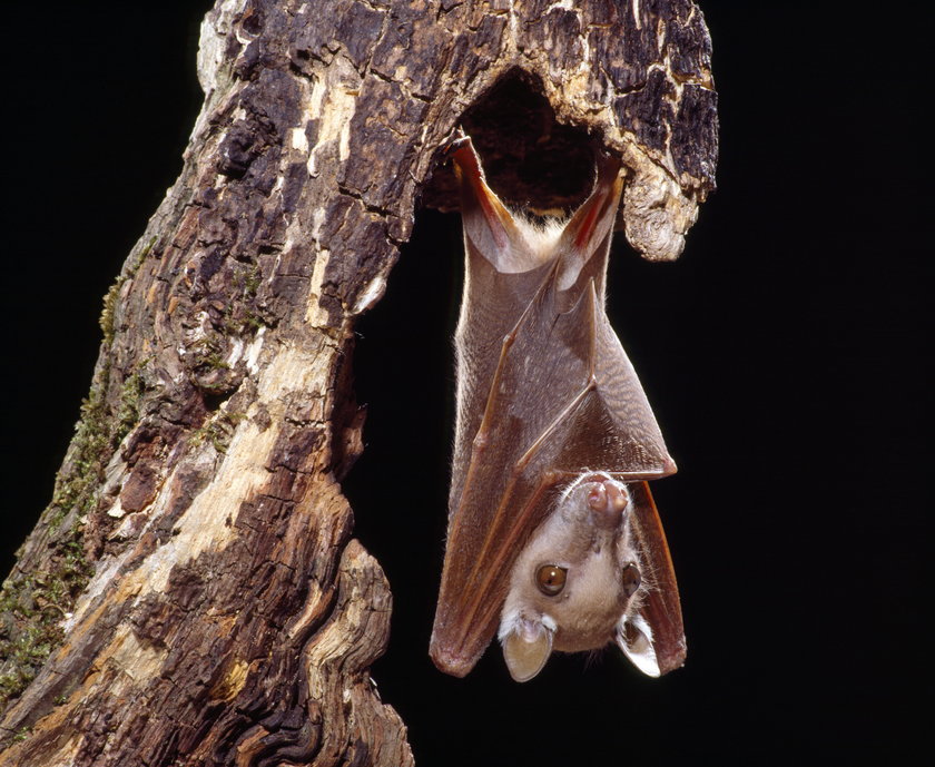 Wahlbergs epauletted fruit bat (Epomophorus wahlbergi)