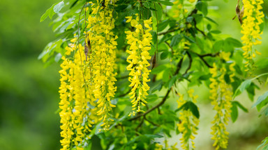 Kaskady żółtych kwiatów sprawiają, że bywa nazywany "żółtym deszczem". Złotokap i jego uprawa
