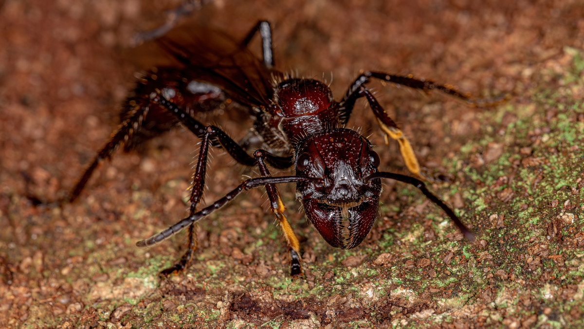 Najgroźniejsza mrówka świata. Jej ugryzienie jest jak postrzał z broni