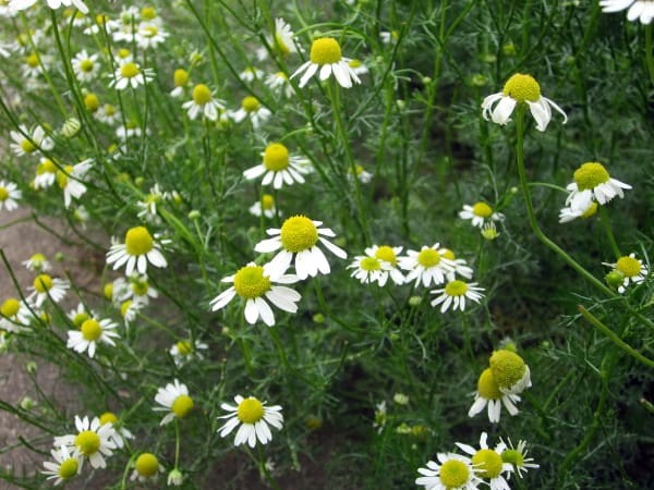 The chamomile plant is quite popular [Curiouscuisinerre]