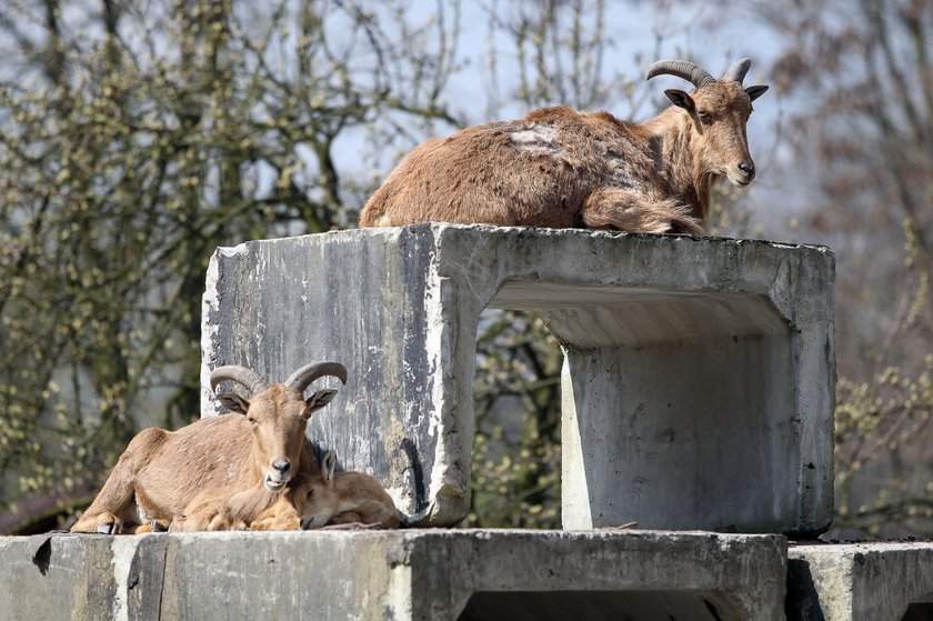 Zwierzęta na wybiegach w zoo