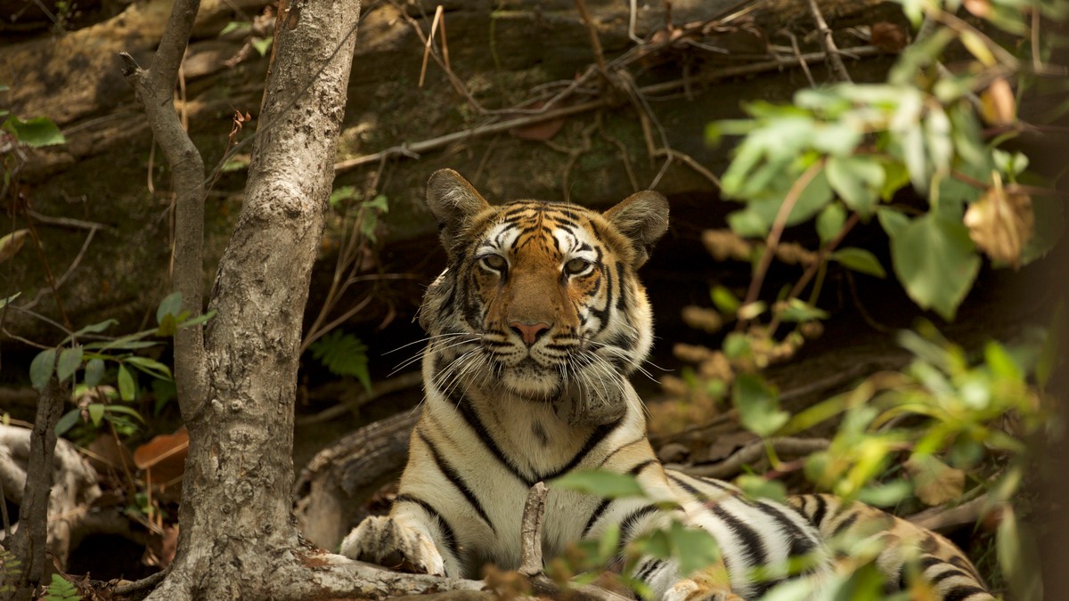 Tigar