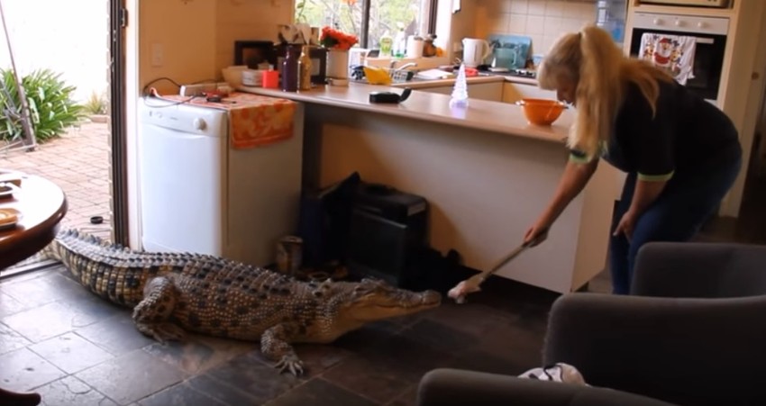 Viki Loving i krokodil Džilfija