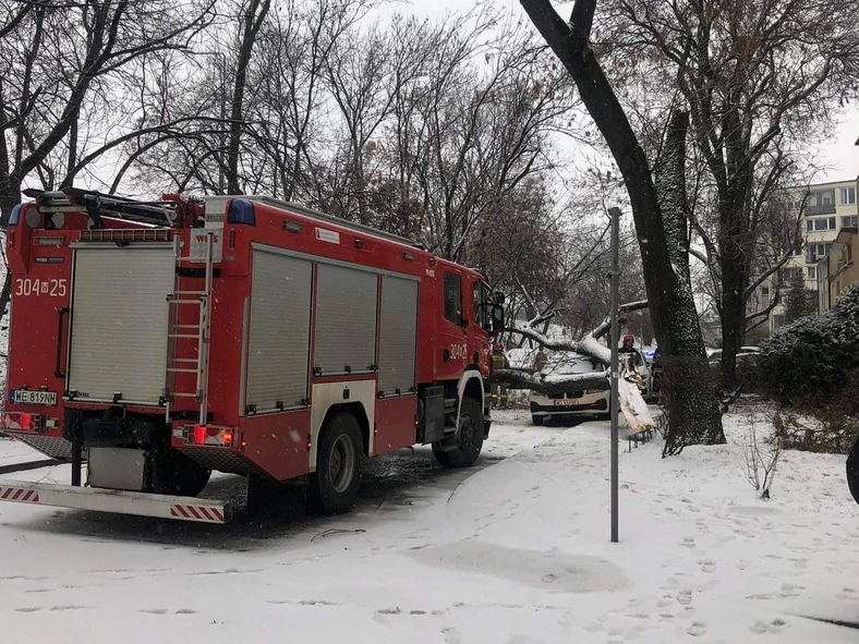 Burza śnieżna przewróciła też drzewa na Saskiej Kępie w Warszawie