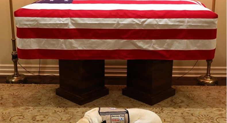 Sully in front of George HW Bush's casket on Sunday.