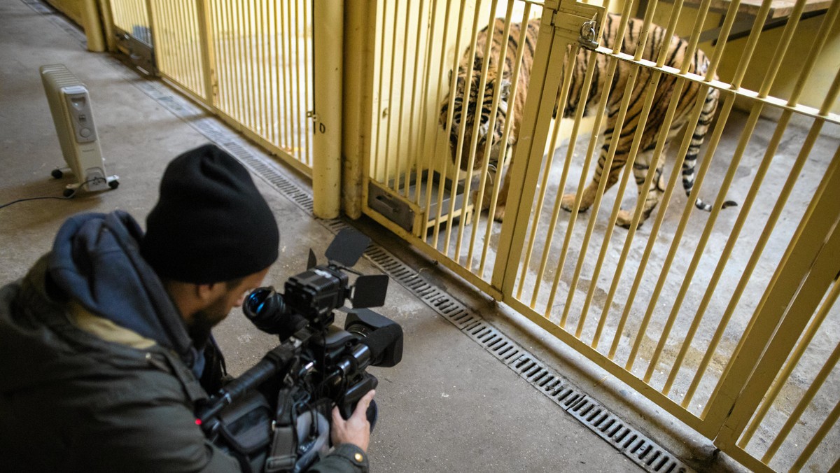 Poznań: Zbiórka na tygrysy w zoo. Zebrano prawie 2 mln zł