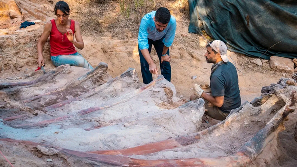 Odkryto prawdopodobnie największego dinozaura Europy