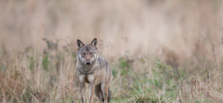 Podkarpacie: Wilk pogryzł dwoje dzieci. Został odstrzelony