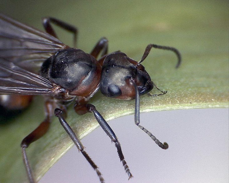 Podczas rójki, czyli okresu godowego mrówek, królowa "dostaje" skrzydeł