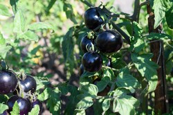 Czarne pomidory są nietypowe i trudno je dostać. Są jednak zdrowsze niż czerwone