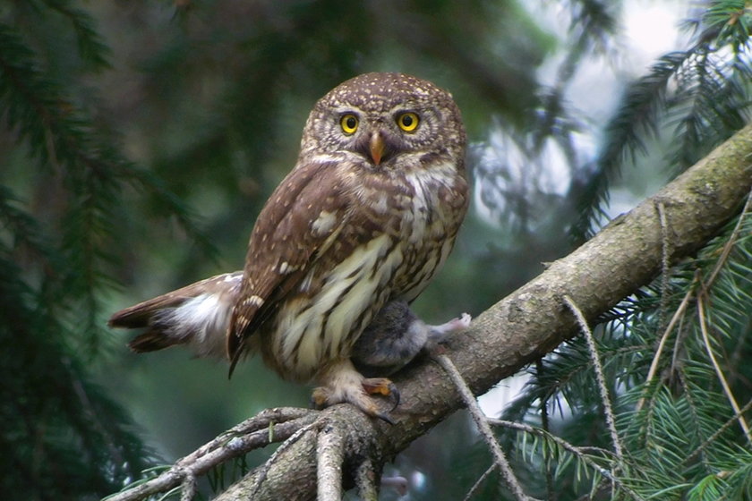 sóweczka Damian Ostrowski PTOP Salamandra