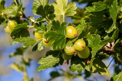 To najlepszy nawóz do agrestu. Latem jego krzaki będą uginać się od owoców