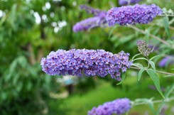 Przytnij budleję Dawida właśnie teraz. Będzie kwitła od czerwca do października