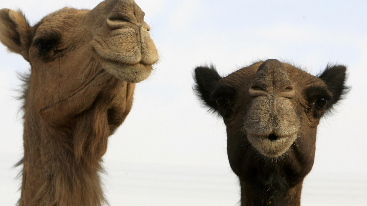 W Kazachstanie kierowca ciężarówki Kamaz, pozostający pod wpływem narkotyków, przejechał 15 wielbłądów - informuje serwis korrespondent.net. W zwierzętach ujrzał bowiem "złe duchy".