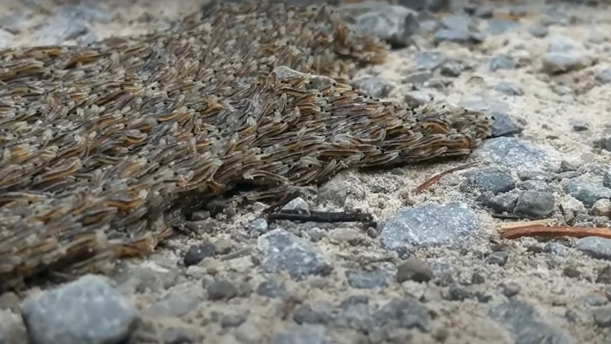 Tatry. Niezwykle rzadkie zjawisko. Według górali przynosi światu szczęście