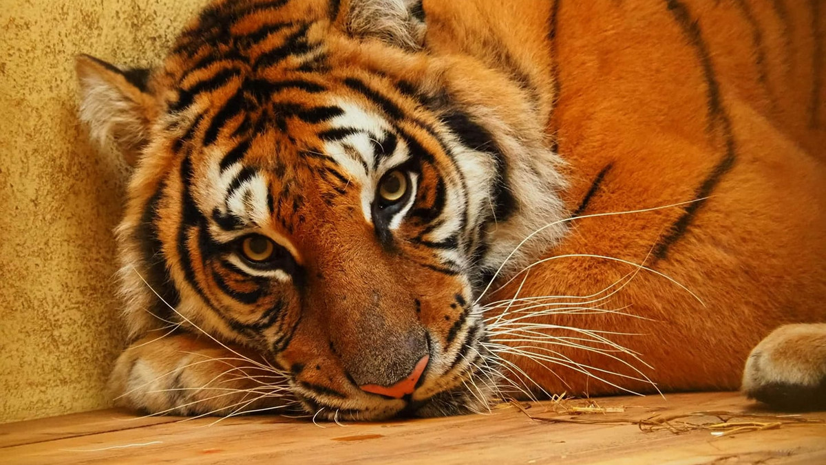 Uratowane tygrysy jechały na śmierć. Zoo, które miało być celem, nie działa