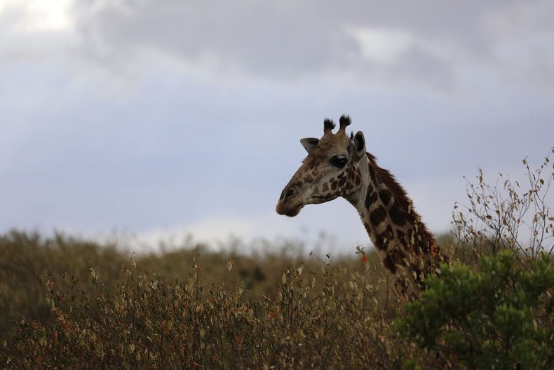 Exclusive photos of famous actress Alia Bhatt's vacation in Kenya